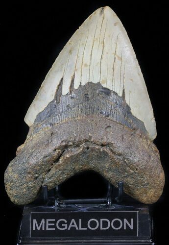 Massive, Megalodon Tooth - North Carolina #59011